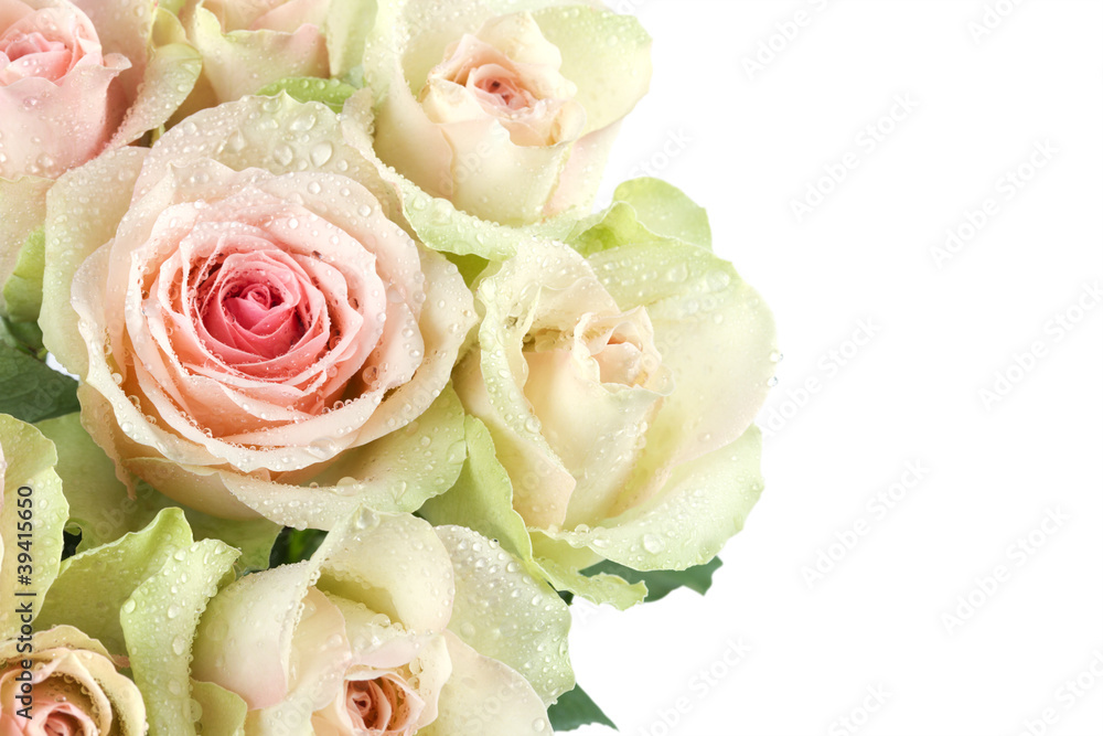 Fototapeta premium Roses