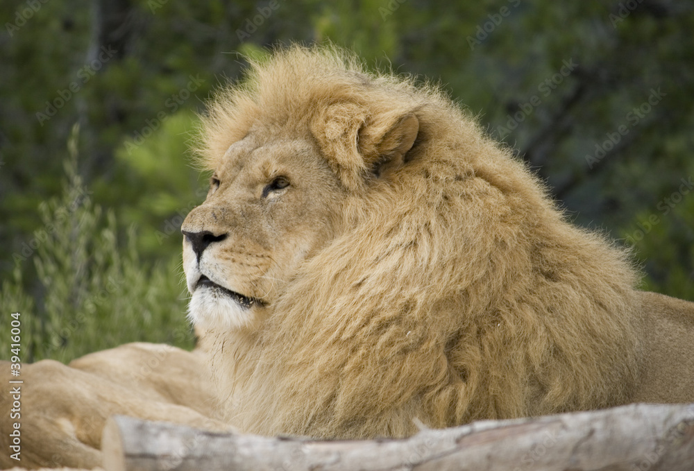 Fototapeta premium Lion