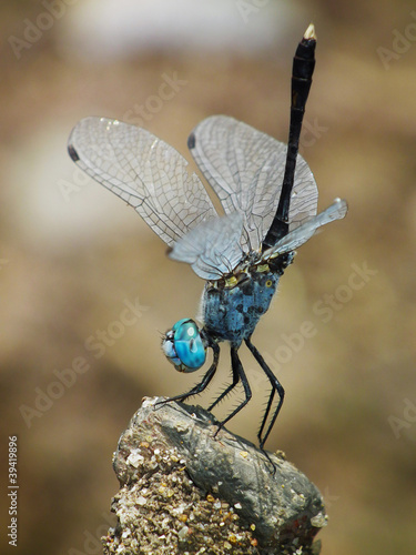 Blue Dragonfly