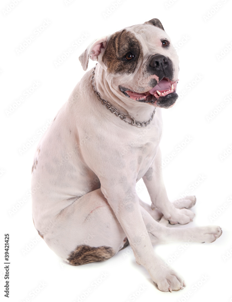 Bouledogue américain femelle assis Bouledogue américain femelle assis