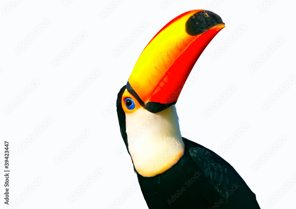 Fototapeta premium Colorful Toucan parrot with big nose