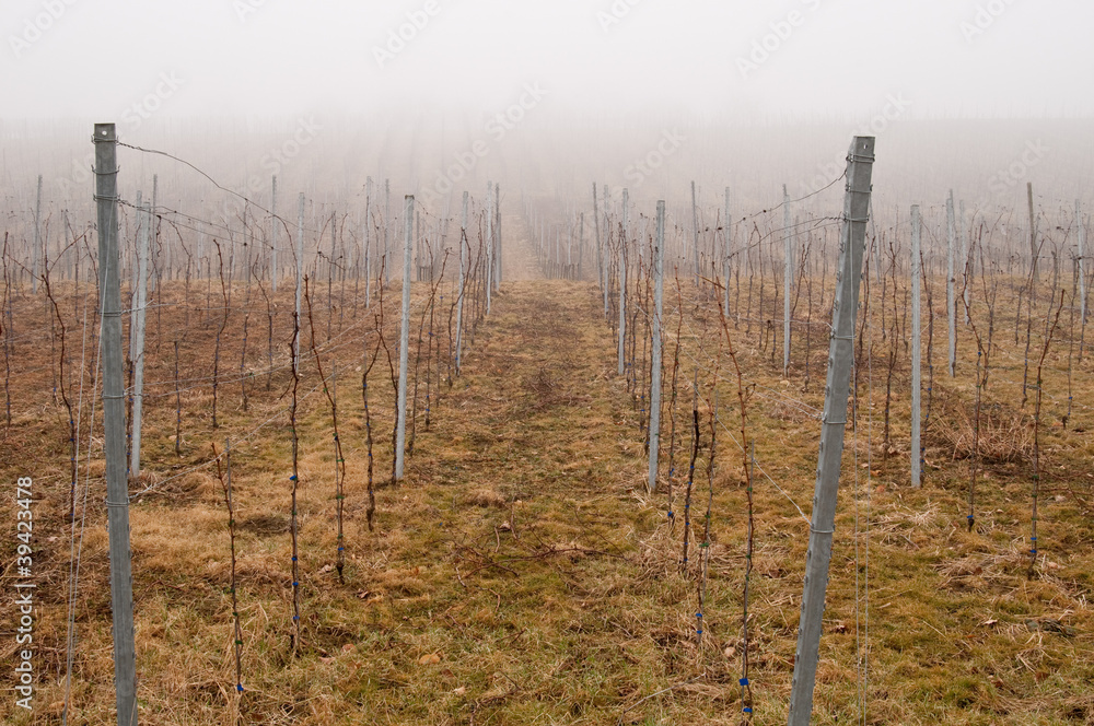 Obraz premium Weinreben im Winter 13