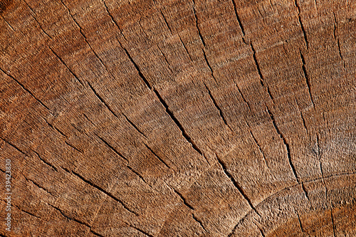 The texture of wood cut across