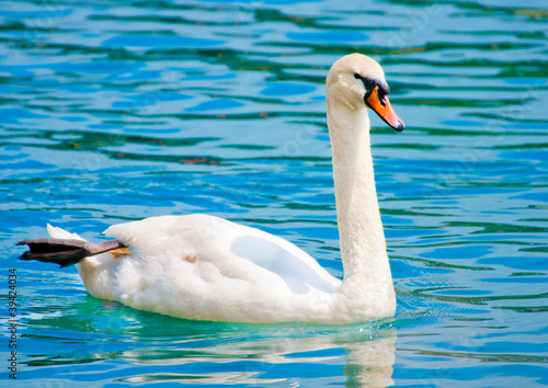 Beautiful white swan in lucerne lake in Switzerland