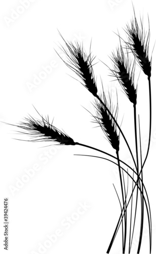 illustration with wheat silhouettes on white