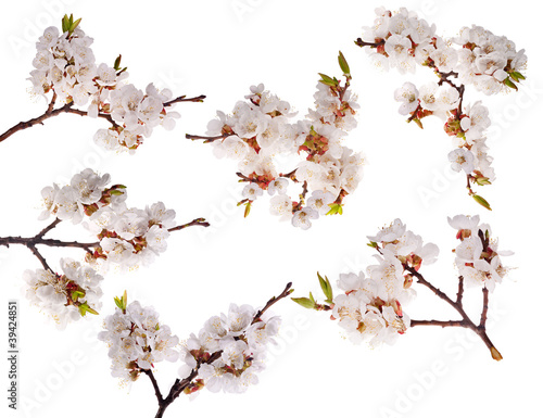 six cherry-tree branches with lot of flowers