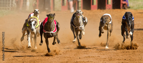 Obraz na plátně racing greyhounds