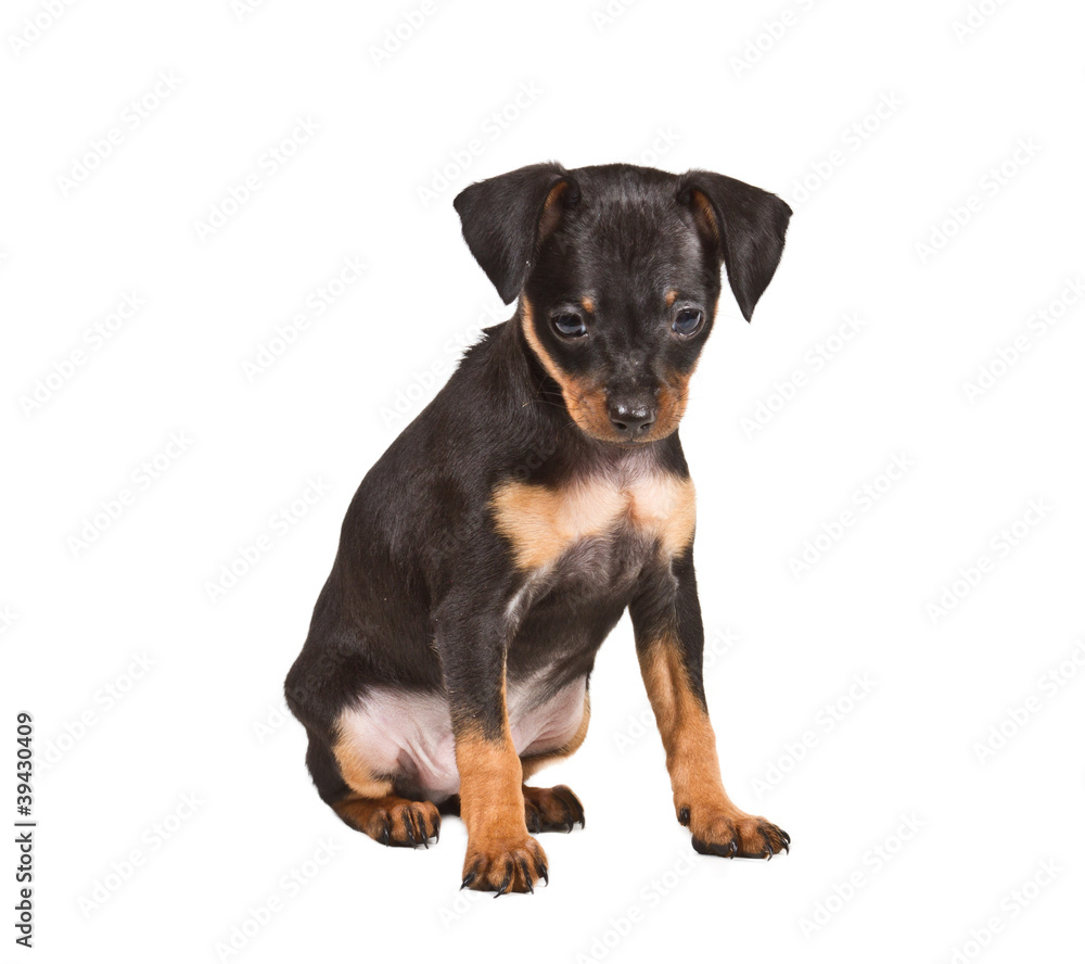 Russian toy terrier on a white background