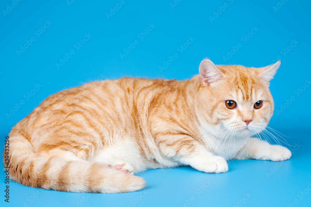 Red cat on blue background