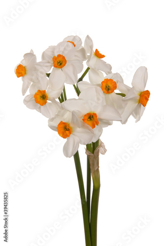 Fototapeta Naklejka Na Ścianę i Meble -  Bouquet of orange and white tazetta daffodils