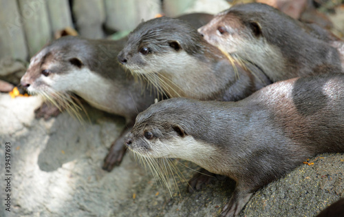 Oriental Short Clawed Otters
