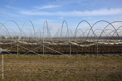 strawberry fields in winter 3