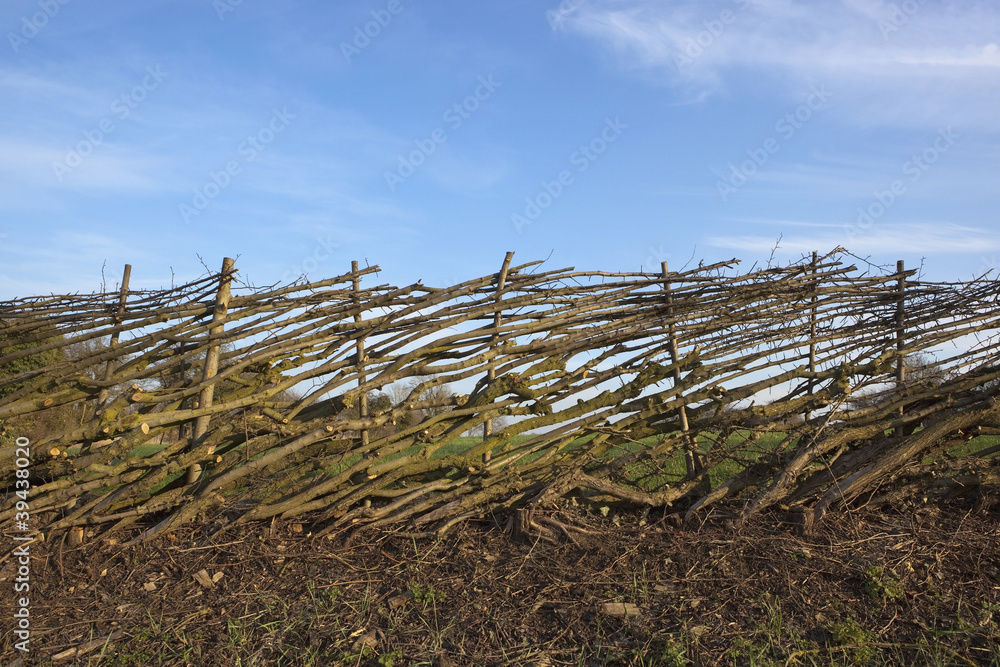 layered hawthorn hedge
