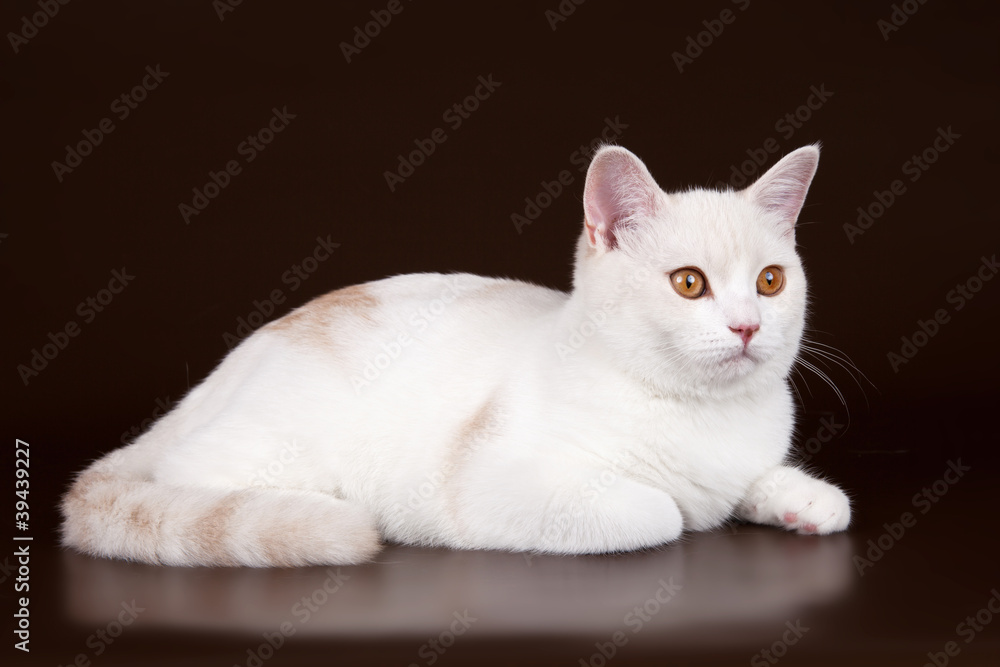 White cat on brown background