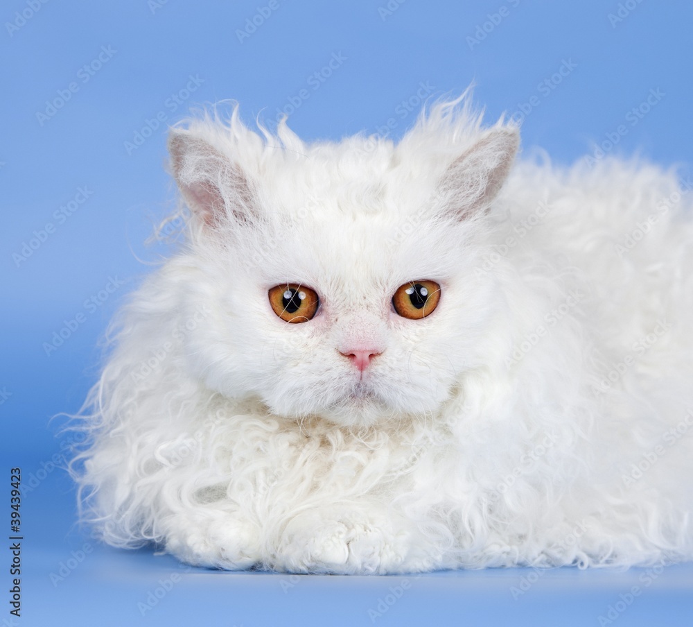 White cat head on blue background