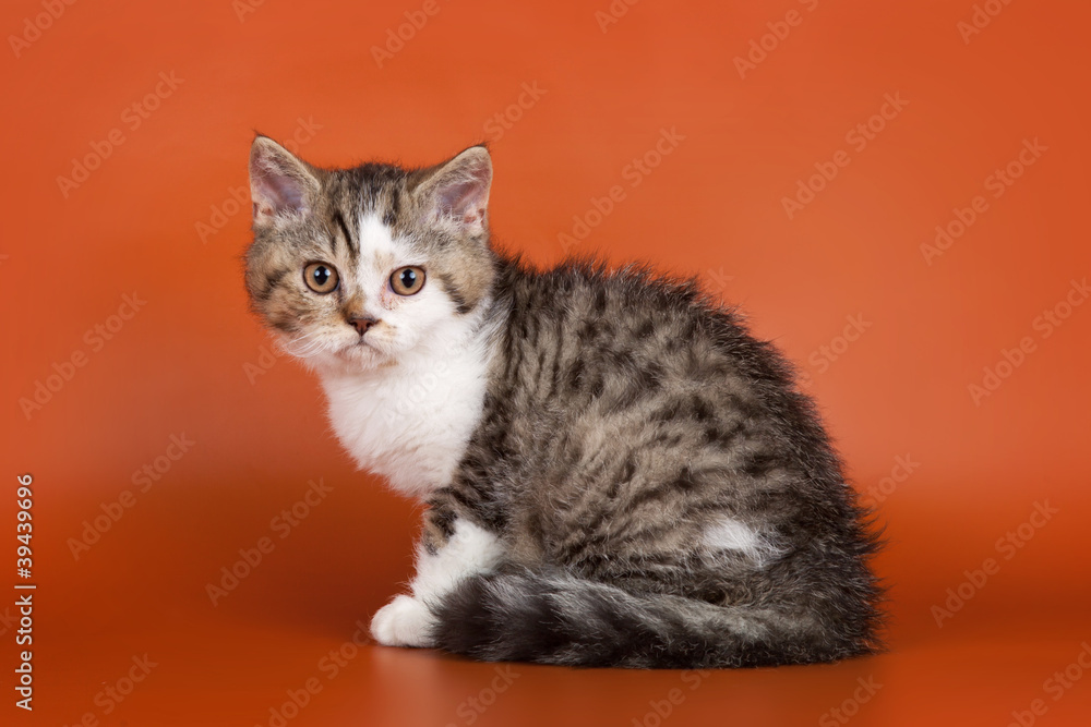 Kitten on orange background