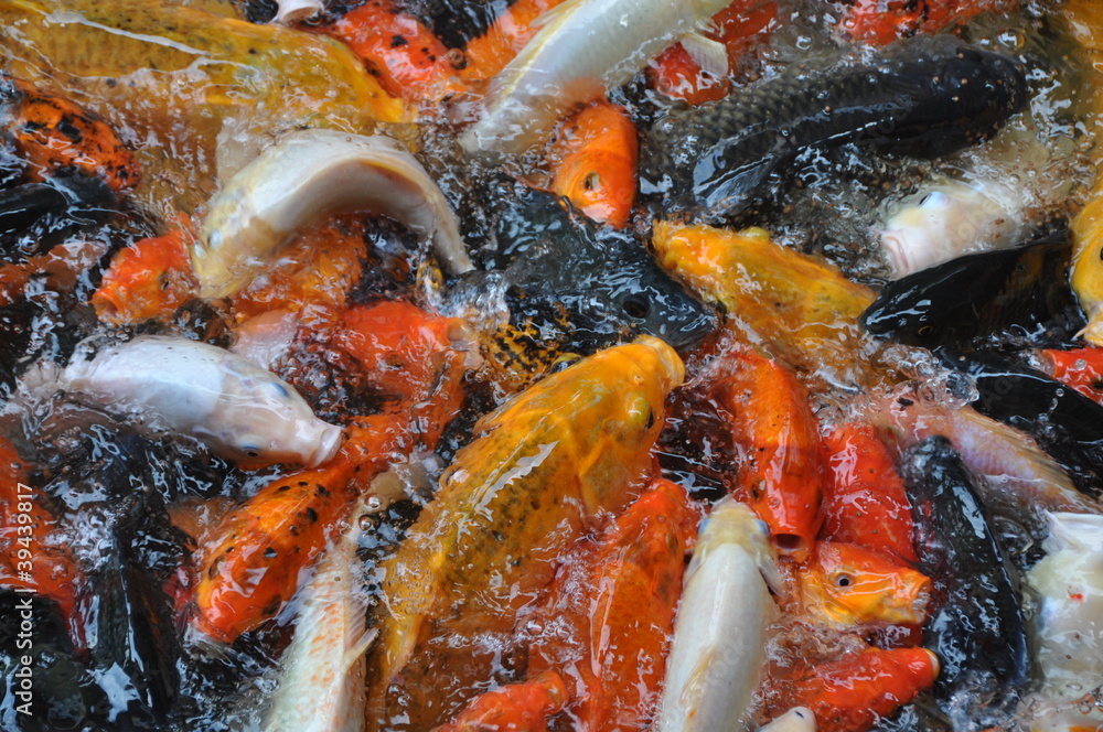 Poissons asiatiques Poissons asiatiques
