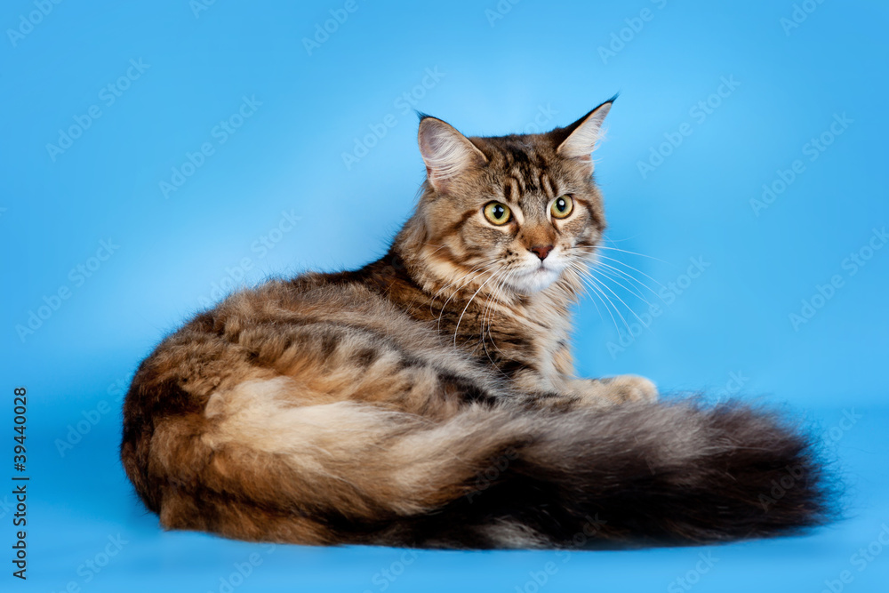 Obraz premium Maine coon on blue background
