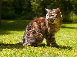 yelling cat