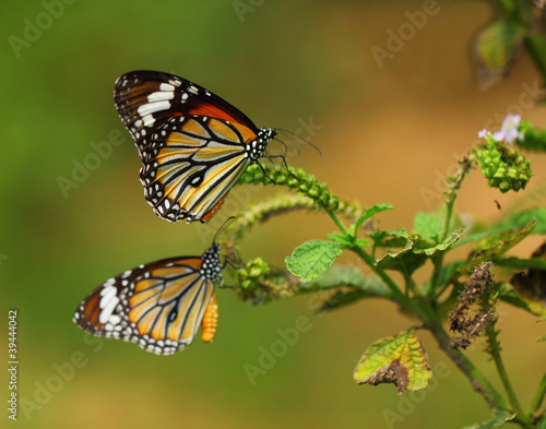 two butterfly © ittipol