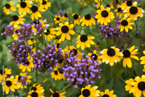 Obraz na plátne Black-eyed Susans