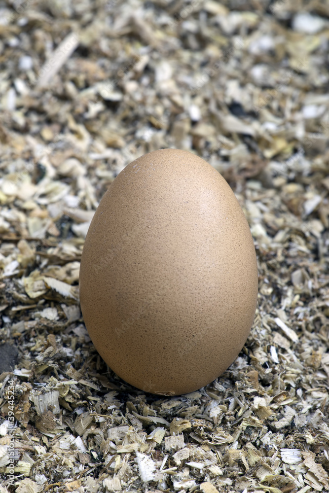single egg