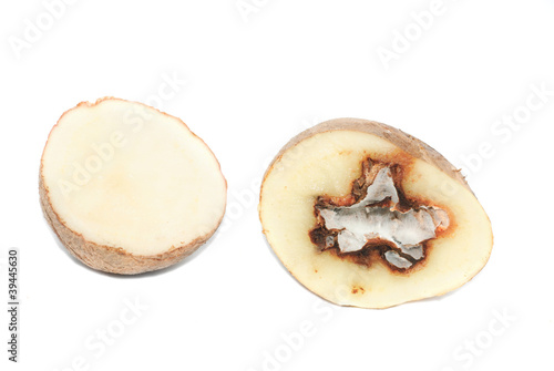Billede på lærred Potatoes infected with fungal disease