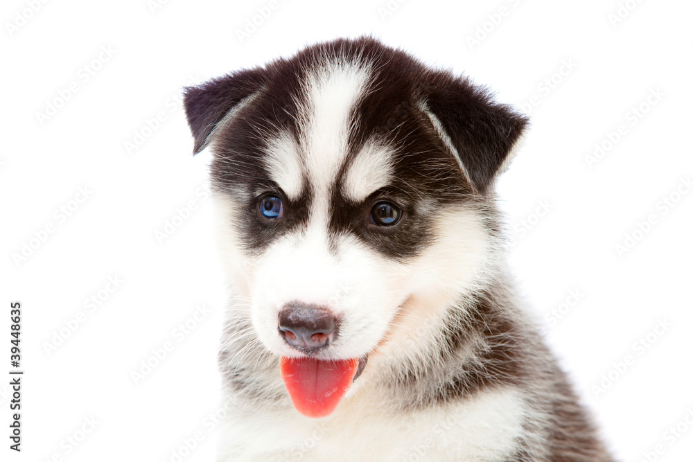 puppy a husky,isolated. puppy a husky,isolated.