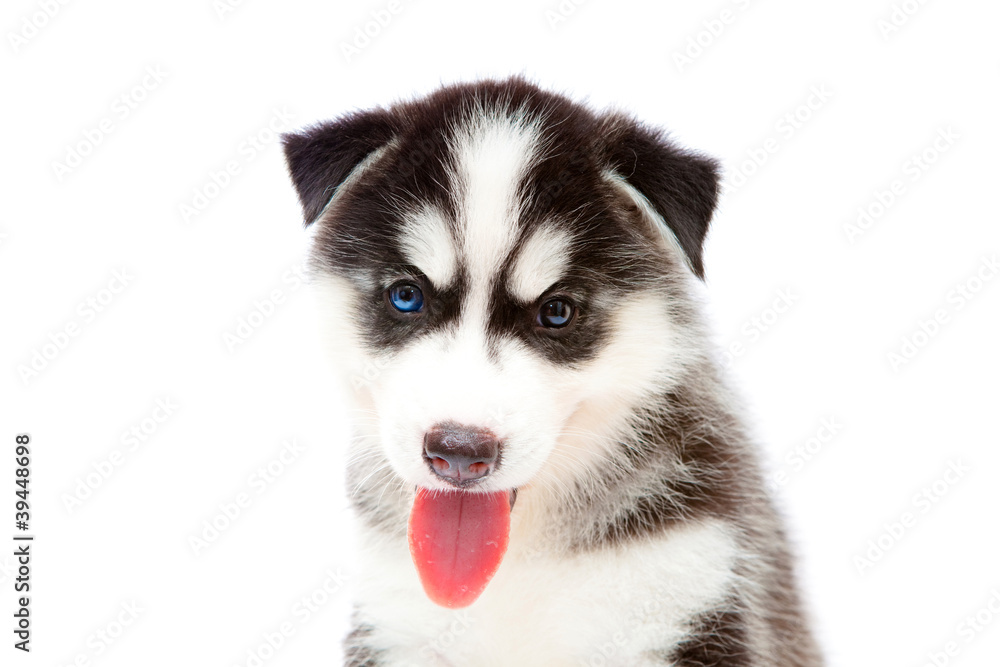 Obraz premium puppy a husky,isolated.
