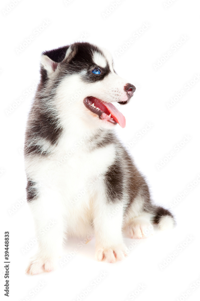 puppy a husky , isolated. puppy a husky , isolated.
