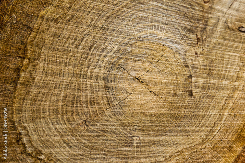 Naklejka premium Hartholz