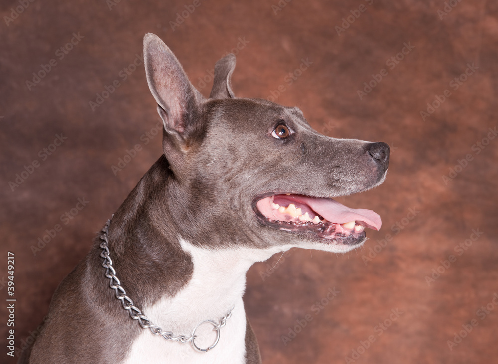 chien American stafforshire terrier femelle de profil chien American stafforshire terrier femelle de profil