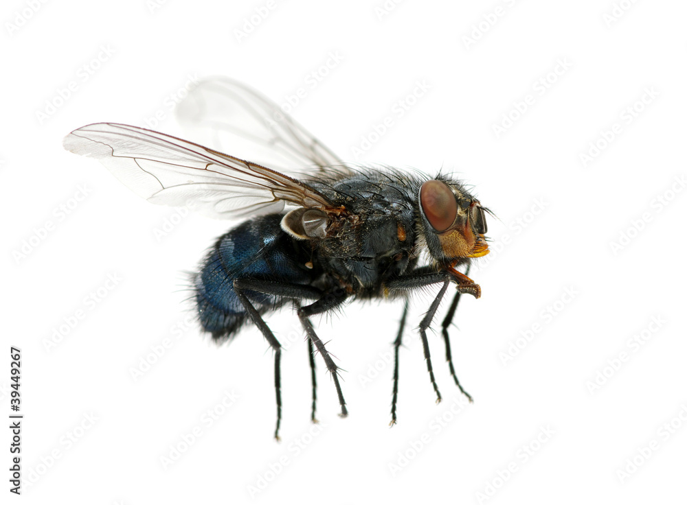 fly on a white fly on a white