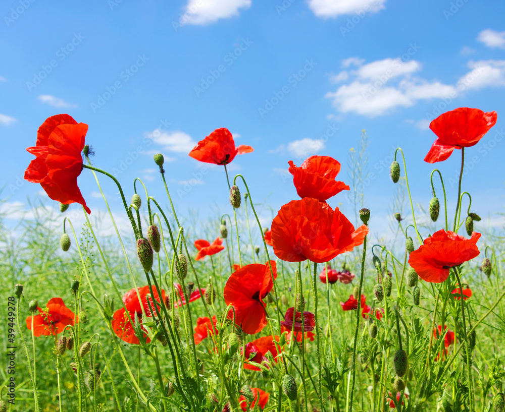 Obraz premium czerwone maki