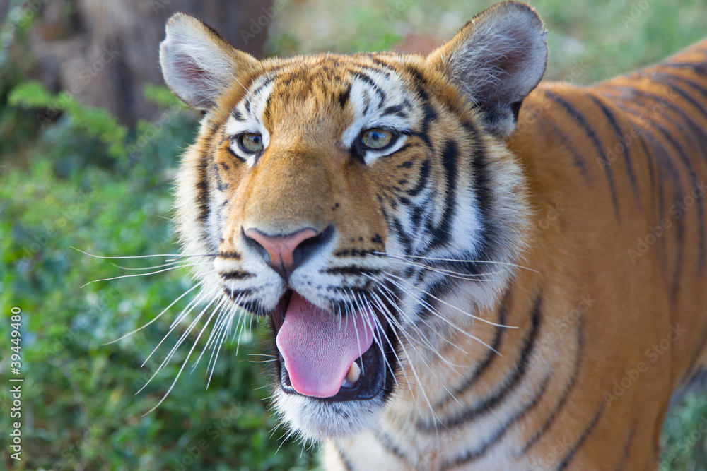 Obraz premium Kopf eines Tigers