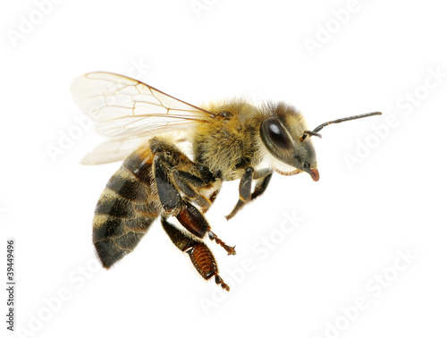 Fotobehang bee