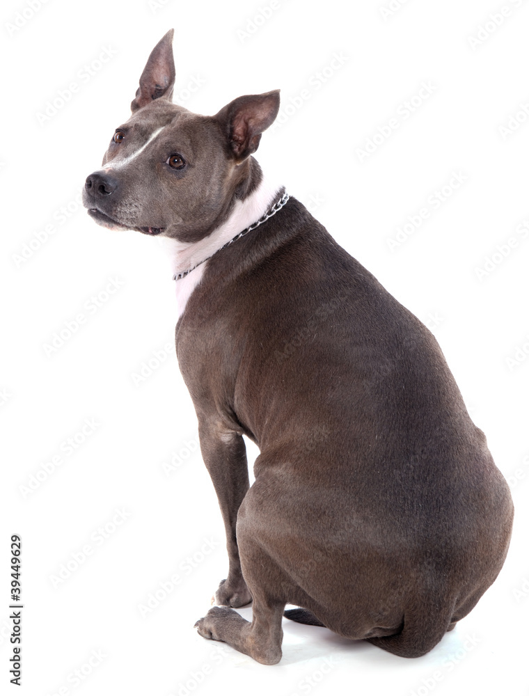 American staffordshire terrier assis