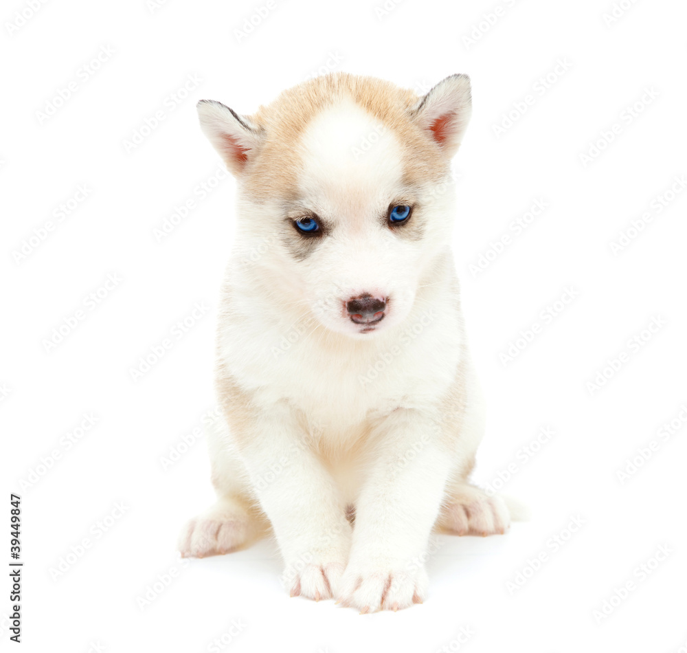 puppy a husky, isolated. puppy a husky, isolated.