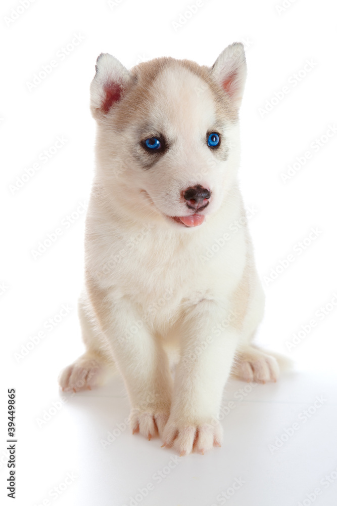 Obraz premium puppy a husky ,isolated.