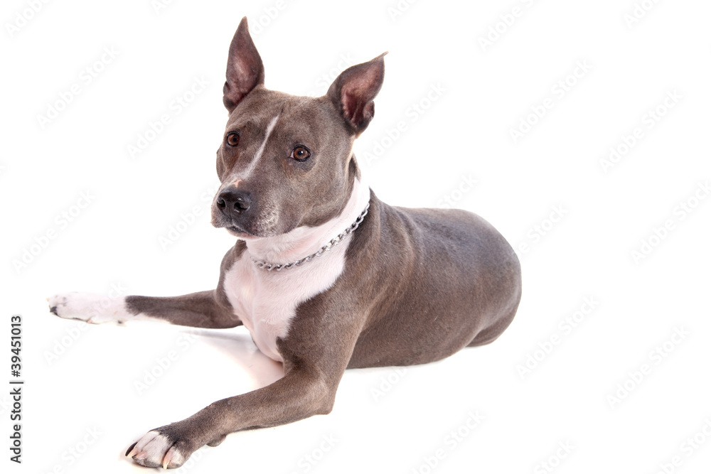 femelle American Staffordshire terrier