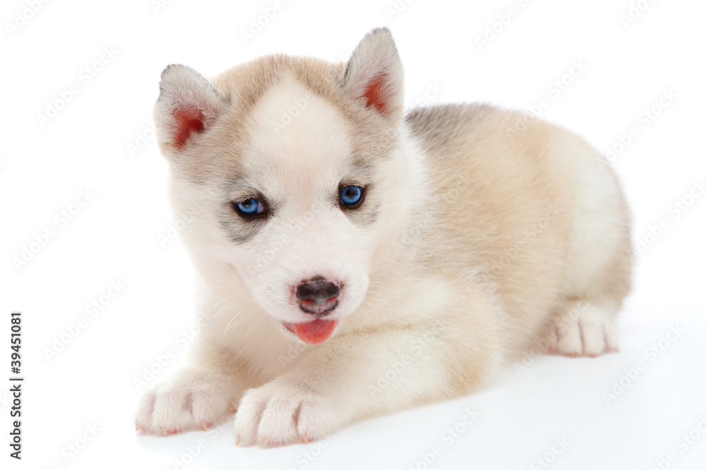 Obraz premium puppy a husky, isolated.