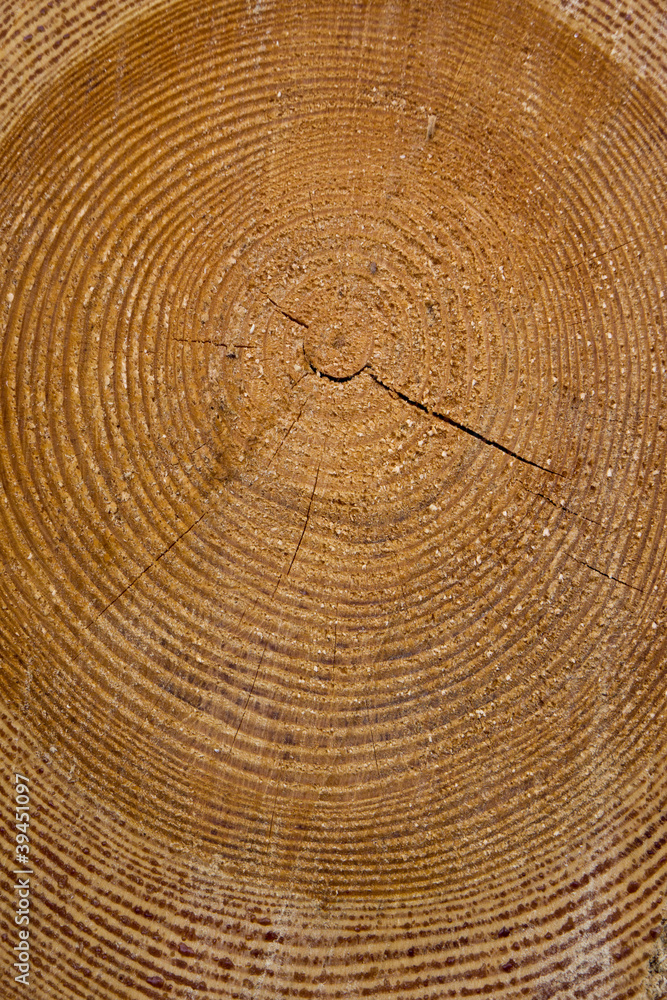 Fototapeta premium Jahresringe