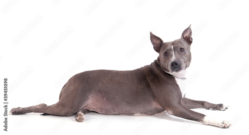 femelle American Staffordshire terrier