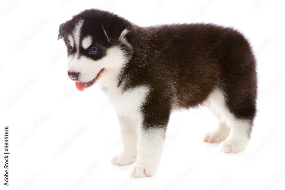 Obraz premium puppy a husky, isolated.