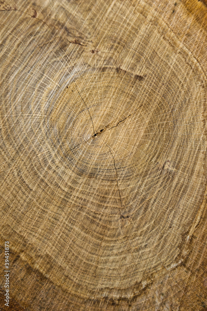 Naklejka premium Hartholz geschnitten