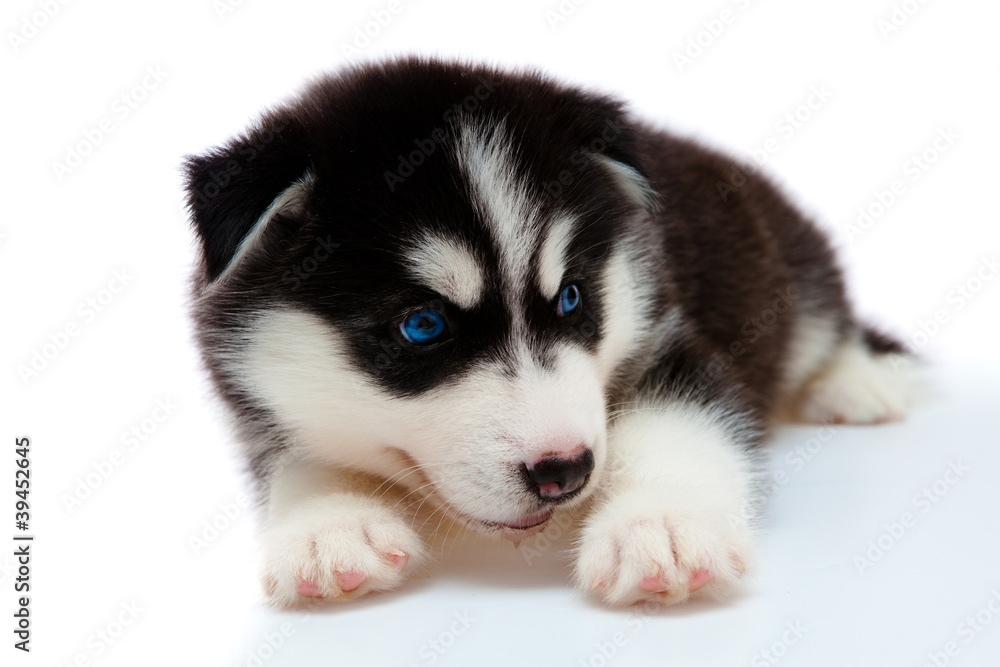 puppy a husky, isolated.