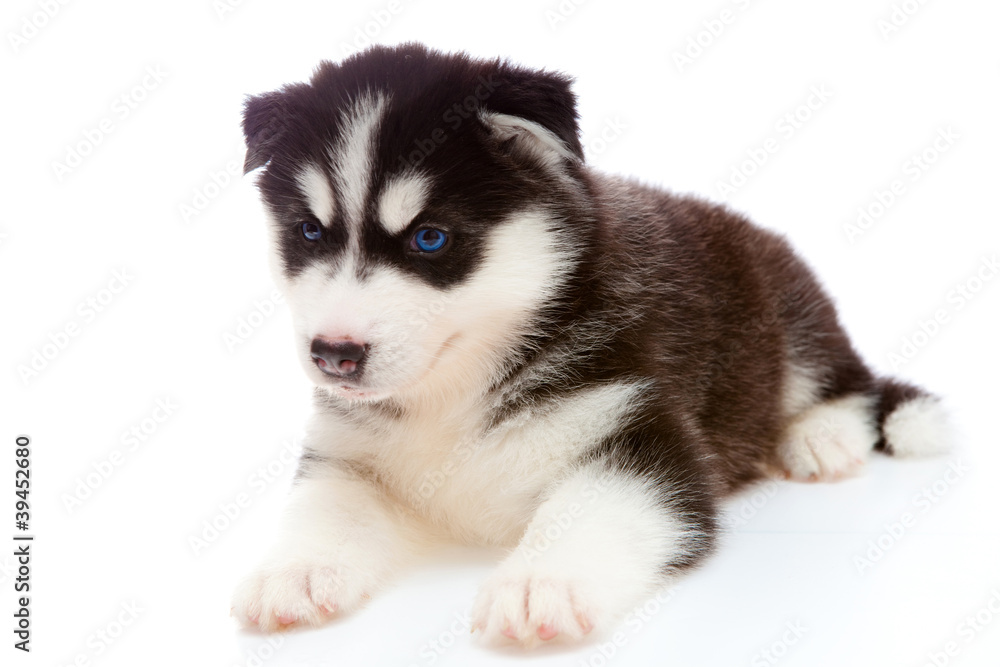 puppy a husky , isolated. puppy a husky , isolated.