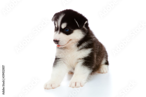 Fototapeta Naklejka Na Ścianę i Meble -  puppy a husky , isolated.