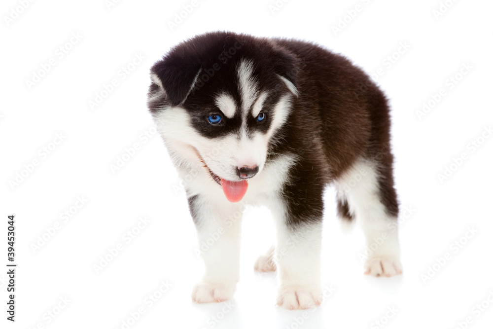 puppy a husky , isolated. puppy a husky , isolated.