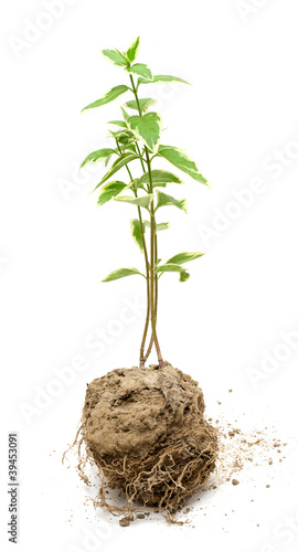 Green plant grow in the soil